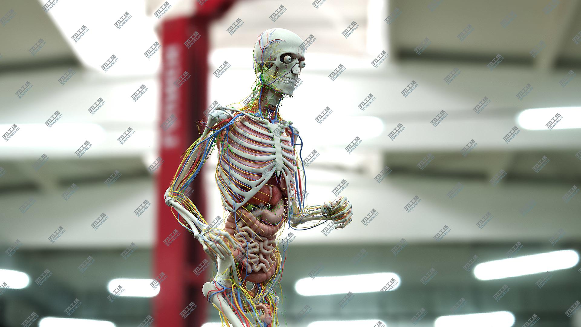 images/goods_img/20210113/3D Full Male And Female Anatomy Set (Cinema Rigged) model/5.jpg